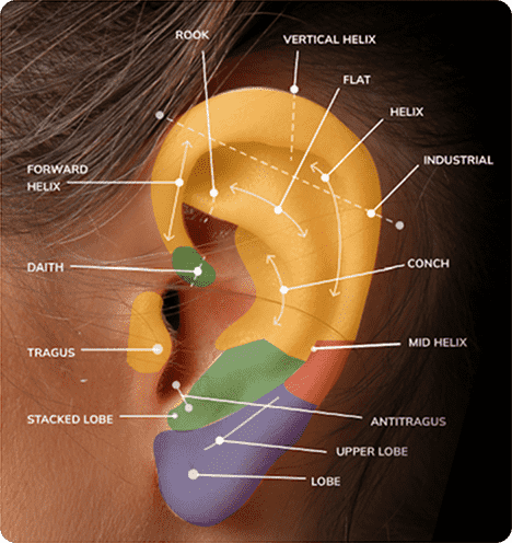 Chart showing the ear piercing types